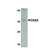 Anti-CDX2 (RABBIT) Antibody, 100µg, Liquid (sterile filtered)