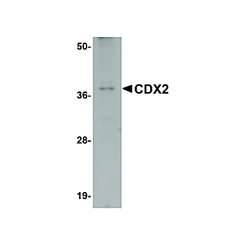 Anti-CDX2 (RABBIT) Antibody, 100µg, Liquid (sterile filtered)
