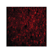 CDNF Antibody cterm 100µg