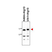 Anti-ATG13 (RABBIT) Antibody, 25µL, Liquid (sterile filtered)
