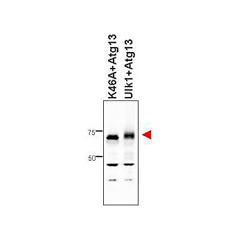 Anti-ATG13 (RABBIT) Antibody, 25µL, Liquid (sterile filtered)