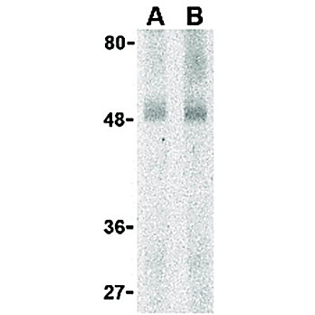 Anti-GPR15 (RABBIT) Antibody, 100µg, Liquid (sterile filtered)