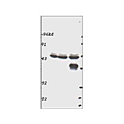 Anti-p44 MAP Kinase (ERK1) (RABBIT) Antibody, 100µg, Liquid (sterile filtered)
