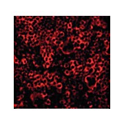 Caspase-4 nterm Antibody 100µg