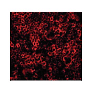 Caspase-4 nterm Antibody 100µg
