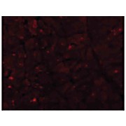 Anti-Caspase-12 (Large) (RABBIT) Antibody, 100µg, Liquid (sterile filtered)