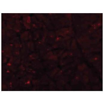 Anti-Caspase-12 (Large) (RABBIT) Antibody, 100µg, Liquid (sterile filtered)