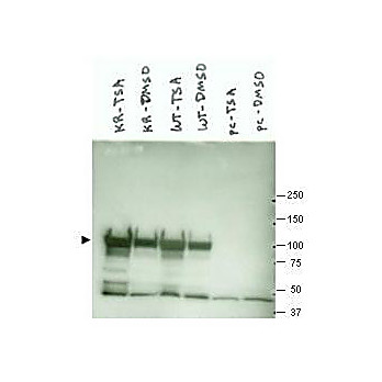 Anti-Heat shock protein HSP 90-alpha (RABBIT) Antibody, 100µg, Liquid (sterile filtered)