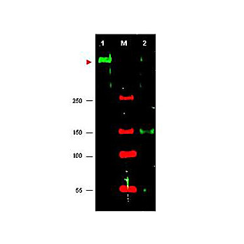 Anti-Serine/Threonine-Protein Kinase ATR (RABBIT) Antibody, 100µg, Liquid (sterile filtered)