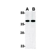 Anti-BUB3 (RABBIT) Antibody, 100µg, Liquid (sterile filtered)