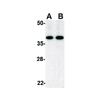 Anti-BUB3 (RABBIT) Antibody, 100µg, Liquid (sterile filtered)