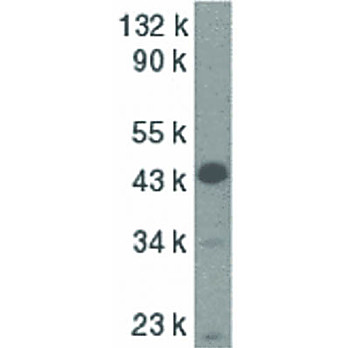 Caspase-9 internal Antibody 100µg