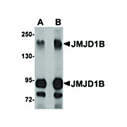 Anti-JMJD1B (RABBIT) Antibody, 100µg, Liquid (sterile filtered)