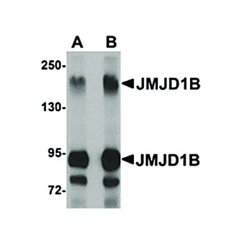 Anti-JMJD1B (RABBIT) Antibody, 100µg, Liquid (sterile filtered)