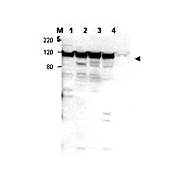 Anti-Myosin 1G (RABBIT) Antibody, 100µg, Liquid (sterile filtered)