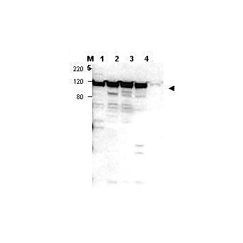 Anti-Myosin 1G (RABBIT) Antibody, 100µg, Liquid (sterile filtered)