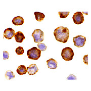 Anti-FLASH (RABBIT) Antibody, 100µg, Liquid (sterile filtered)