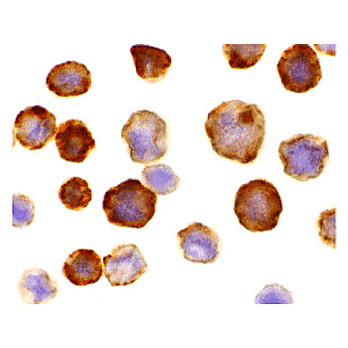 Anti-FLASH (RABBIT) Antibody, 100µg, Liquid (sterile filtered)