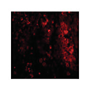 IL-33 Antibody nterm 100µg