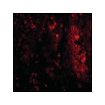 IL-33 Antibody nterm 100µg