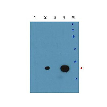 Anti-C/EBP delta (RABBIT) Antibody, 100µg, Liquid (sterile filtered)