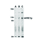 IRE1p Antibody nterm 100µg