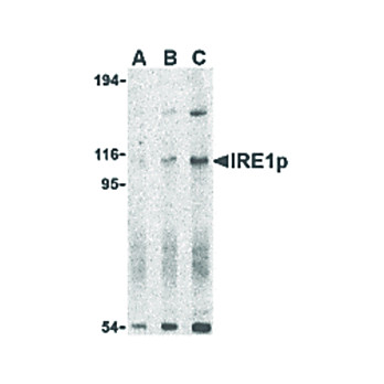 IRE1p Antibody nterm 100µg