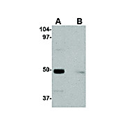 IL-34 Antibody internal 100µg