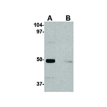 IL-34 Antibody internal 100µg