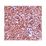 IL-16 Antibody (20) 100µg