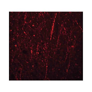 Anti-FRMPD4 (RABBIT) Antibody, 100µg, Liquid (sterile filtered)