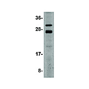 CSN8 Antibody 100µg