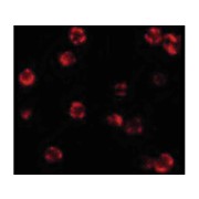 FLIP Antibody hu nterm 100µg