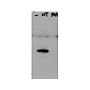 Anti-Hice1 pS70 (Rabbit) Antibody, 25µL, Liquid (sterile filtered)