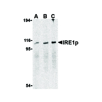 IRE1p Antibody cterm 100µg