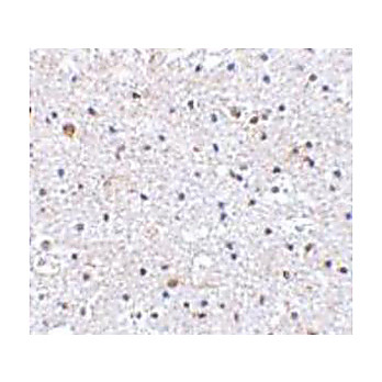 Anti-PDCD1 (RABBIT) Antibody, 100µg, Liquid (sterile filtered)