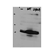 Anti-Hice1 (Rabbit) Antibody, 100µg, Liquid (sterile filtered)