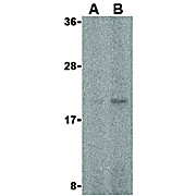 Anti-FAIM (RABBIT) Antibody, 100µg, Liquid (sterile filtered)
