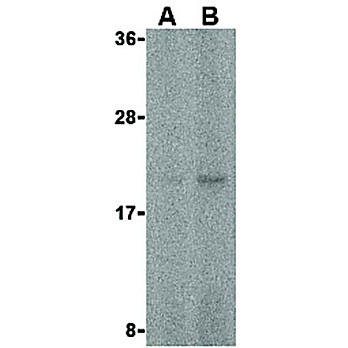 Anti-FAIM (RABBIT) Antibody, 100µg, Liquid (sterile filtered)