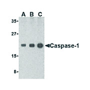 Caspase-1 cterm Antibody 100µg