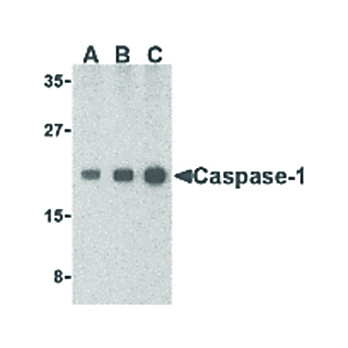 Caspase-1 cterm Antibody 100µg