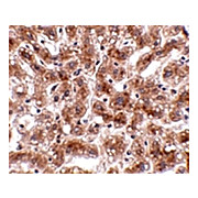 Anti-CUEDC1 (RABBIT) Antibody, 100µg, Liquid (sterile filtered)