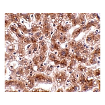 Anti-CUEDC1 (RABBIT) Antibody, 100µg, Liquid (sterile filtered)