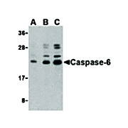 Caspase-6 nterm Antibody 100µg