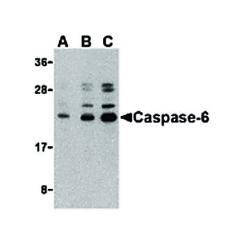 Caspase-6 nterm Antibody 100µg