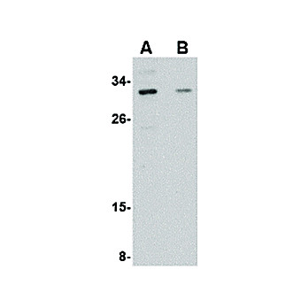 GRTP1 Antibody internal 100µg