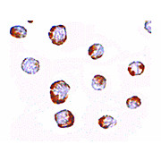 Anti-HINT1 (RABBIT) Antibody, 100µg, Liquid (sterile filtered)