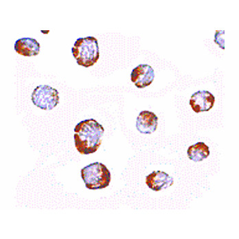 Anti-HINT1 (RABBIT) Antibody, 100µg, Liquid (sterile filtered)