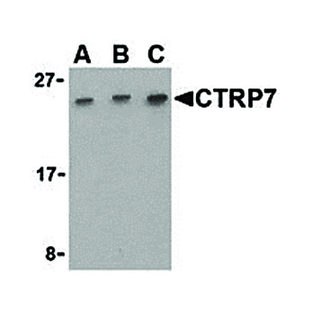 CTRP7 Antibody cterm 100µg