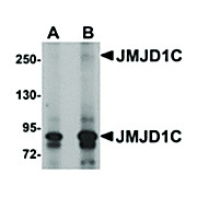 Anti-JMJD1C (RABBIT) Antibody, 100µg, Liquid (sterile filtered)